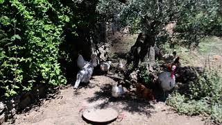 Chickens and Turkeys at Finca El Azahar, Truillo, Spain