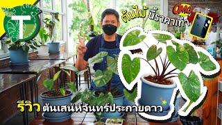 Tree Talk: รีวิวต้นเสน่ห์จันทน์ประกายดาว ไม้งามราคา iPhone