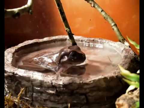 video phone beyonce mp3 Kermit, ma grenouille (litoria caerulea)