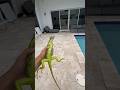 Giant Lizards Taking Over My Back Yard! Mp3 Song