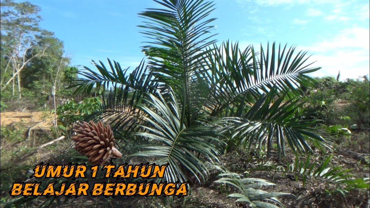 POHON SAWIT UMUR 1 TAHUN SUDAH BELAJAR KEMBANG