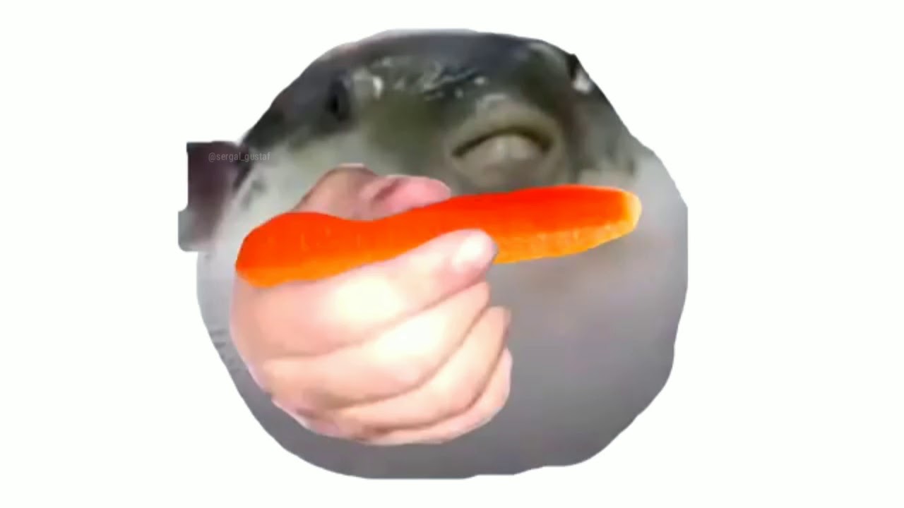 Puffer fish eating a carrot
