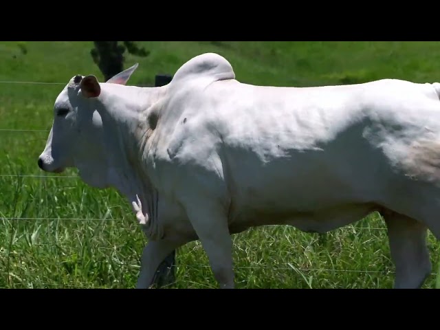 Lote 18 - Leilão Matrizes Fazenda Stª Tereza