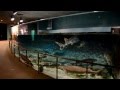 琵琶湖博物館　【水族展示室】 の動画、YouTube動画。