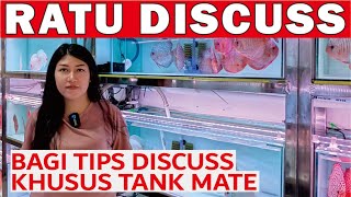 RATU IKAN DISCUS BAGI TIPS KHUSUS UNTUK TANK MATE ARWANA