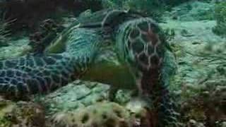 Hawksbill turtle - victim of climate change