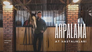 ARPALAMA (LAMINITIS) ; AT HASTALIKLARI #at #atbinme #atlar #horse #horselover #equestrian #farm