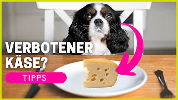Kann Hund Käse essen?