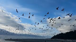 Ruby Beach, WA