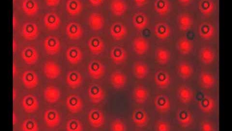 optoelectronic tweezers (OET) trapping 31,000 micro-particles