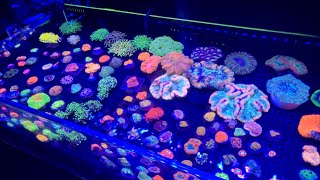 The *Rarest* Selection Of Corals