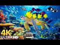 Dive Into The Mesmerizing Underwater Realm Marvel At Sea Animal In The Best 4K ULTRA HD Aquarium 56