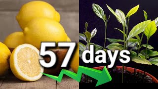 How to Grow a Lemon Tree from Seed 57 day Time-Lapse