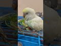 #talkingparot #parrot #cute #birds #pets