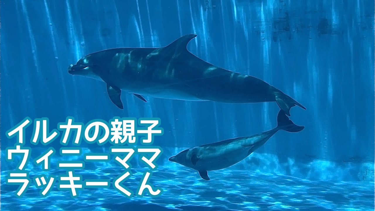 バンドウイルカの親子 ウィニーママとラッキーくん【名古屋港水族館