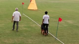 German shepherd bitework training