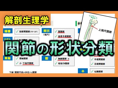 Anatomy and Physiology (Musculoskeletal System