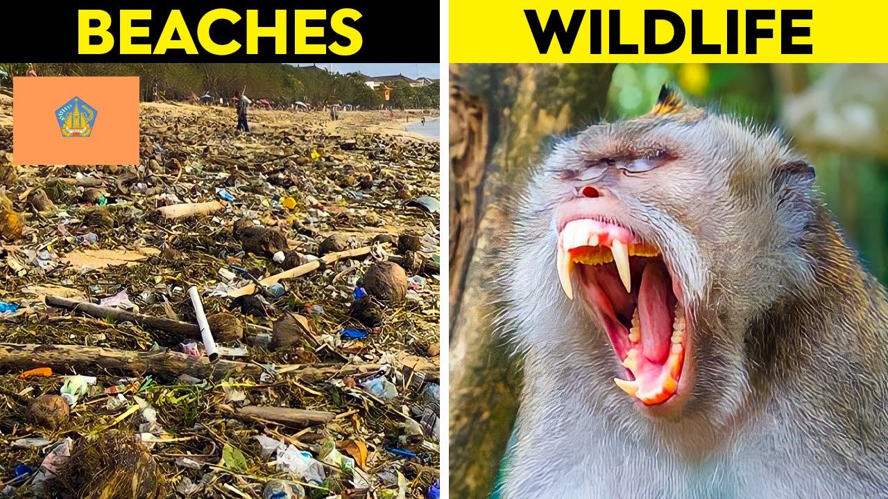 tourist-reveal-why-bali-is-so-unsafe-youtube