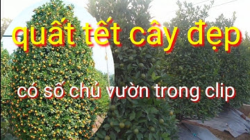 Quất tết dáng tháp cây đẹp quả sai bán quất tết 2022, mua quất tết 2022 liên hệ sđt trong video