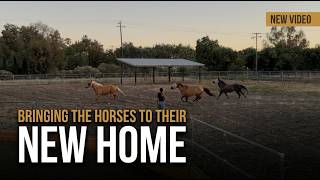 Move in day to the new barn!