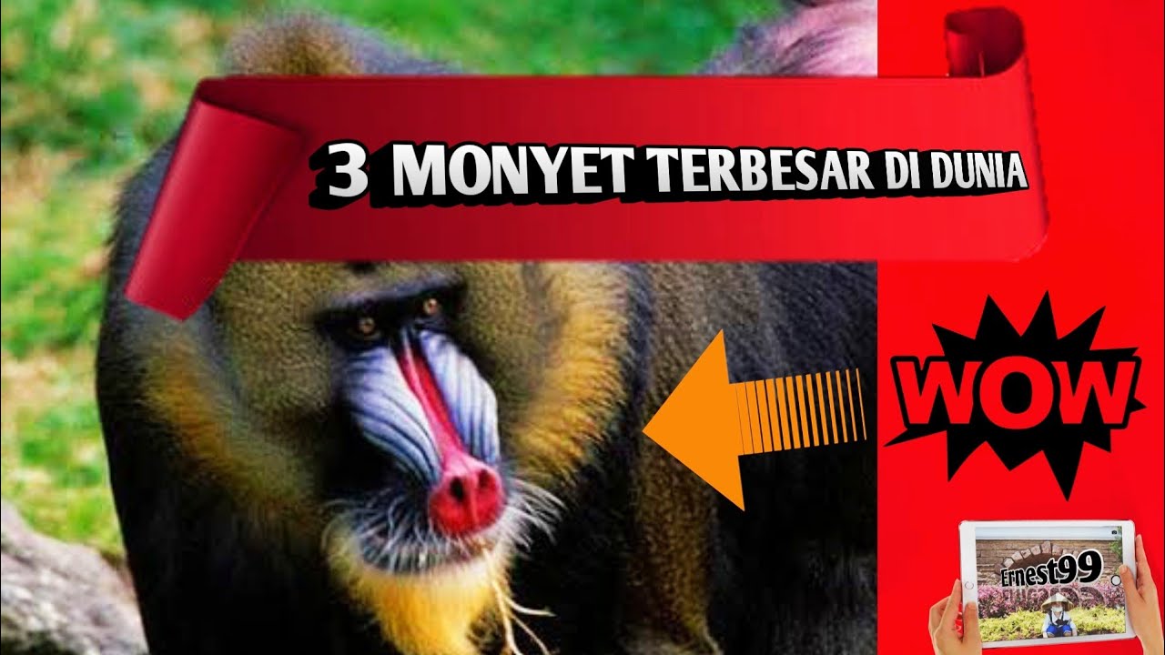 3 MONYET YANG TERBESAR DI DUNIA ❗
