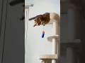 SUPER FUNNY CAT #funnyanimals