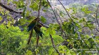 Great Green Macaw Nest - Sarapiquí Rainforest Reserve, Costa Rica, Explore org. 2026/02/18