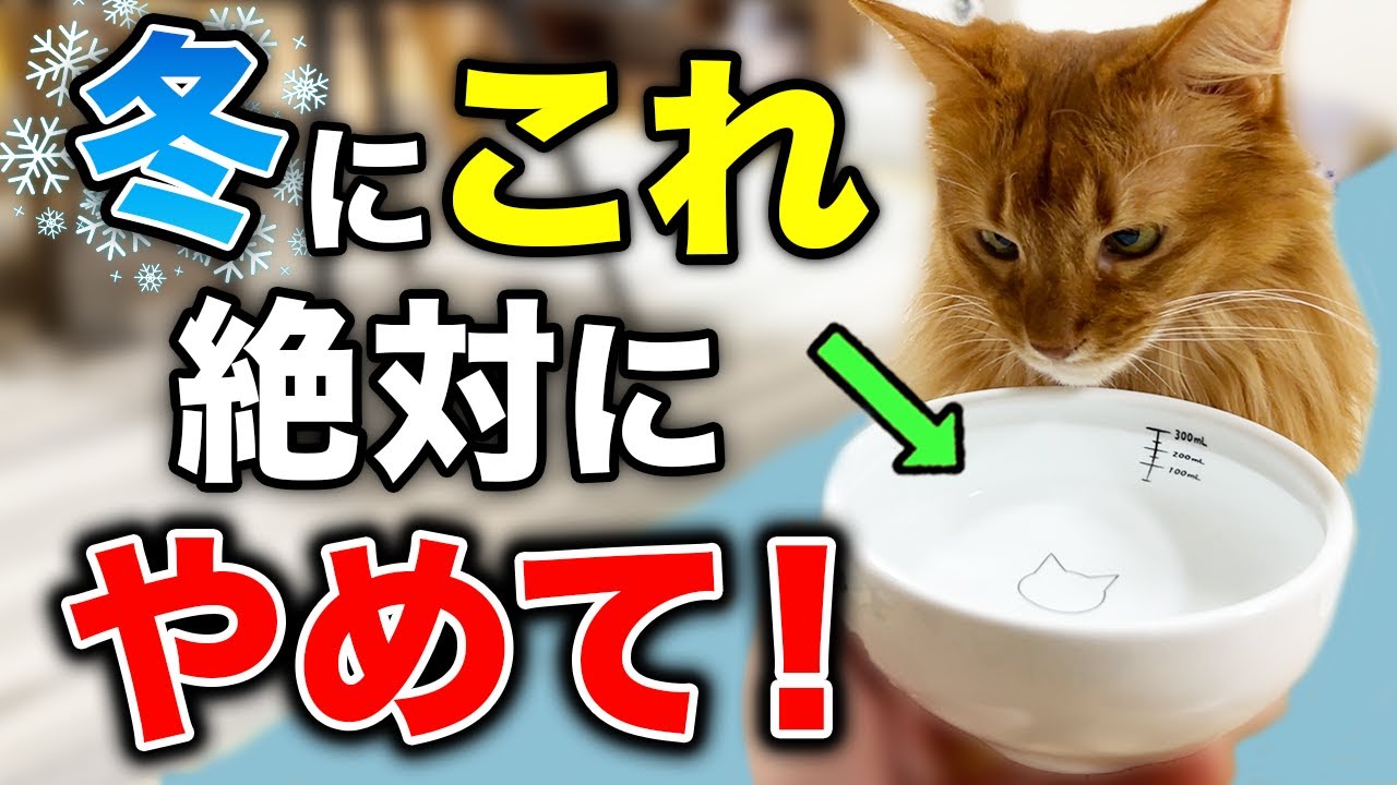 【1月は特に危険】冬に飼い主が絶対やっちゃダメなコト12選【猫の寒さ対策】