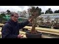 How To Create Large Trunk Maple Bonsai