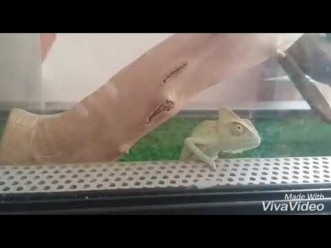 Lo chiamavano RANGO