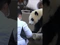 飼育員のお母さんに甘えまくり楓浜 #shorts