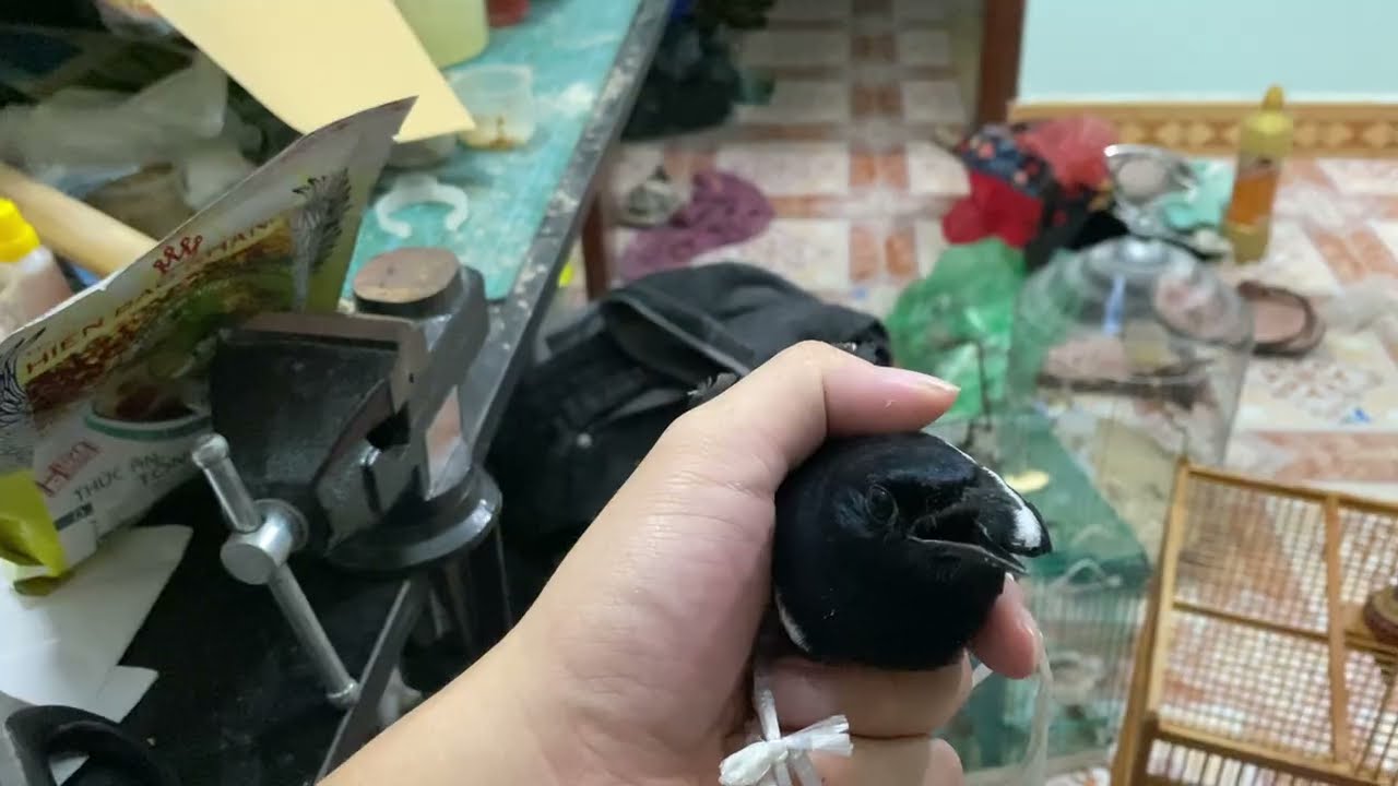 Thuần chim chích choè than tháng 10, 2025 Tập 3