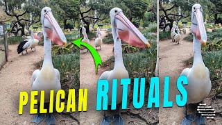 Pelican Trying to Attract Females