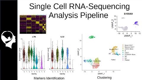 Clustering and Markers Identification for ScRNA-Seq | Seurat Package Tutorial