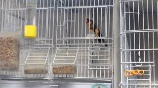 Wild Caught Goldfinch 1 Year In Cage