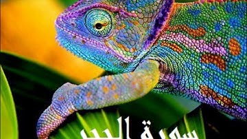 جديد سورة الحجر كاملة للقارئ وديع اليمني