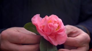 Growing Camellias | At Home With P. Allen Smith