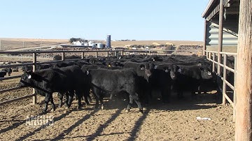 The Angus Report, Feb. 13, 2012: Practical Applications