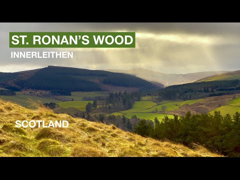 St Ronan's Wood, Innerleithen, Scottish Borders, Scotland - A Relaxing Walk in Beautiful Woodland