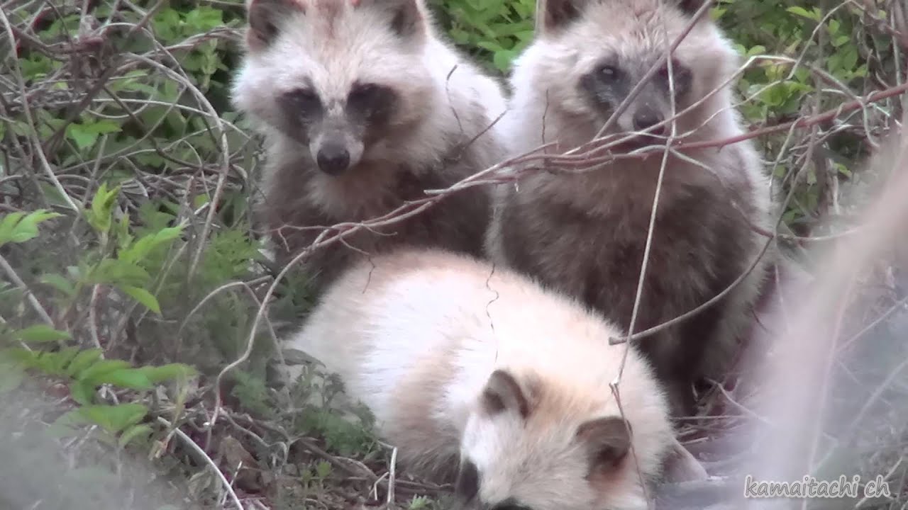 野生動物 観察記】猫と狸 Raccoon dog and cat - YouTube