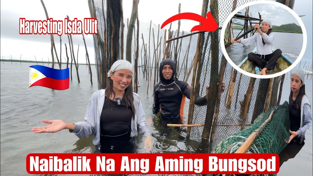 Sa Wakas Maka Pag Harvest Na Kami Ulit Sa Bungsod|Balik Na Ang Net Trap