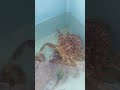When Crab Romance Gets Complicated!「クリガニ🦀の恋愛事情は複雑すぎた」