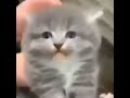 Screamingcat.exe has stopped working