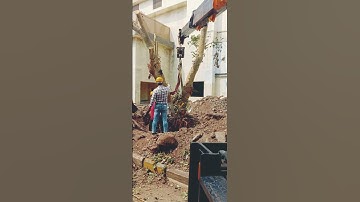 Large Tree Transplanting Services | Available on IndiaMART