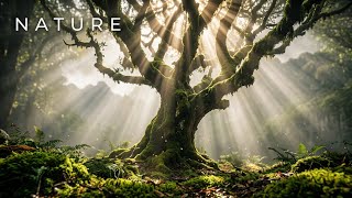 5 Minutes of Pure Forest & Mountain Serenity 🌲🏔️ Deep Relaxation Sounds)