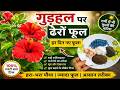 गर्मी में गुड़हल पर ढेरों फूल चाहिए? बस ये Organic Fertilizer डाल दो 🌺