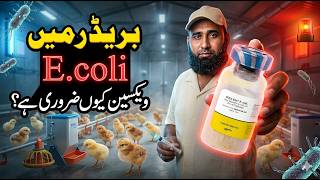 E.coli Vaccination in Breeder Flock