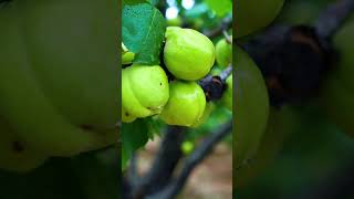 So Satisfying Rain Drops on Green Crystal Guava