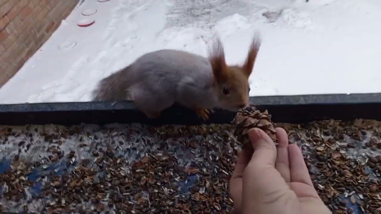 С раннего утра, столовая в диком зоопарке открыта.Карта на корм зверятам 2202 2062 6013 7323