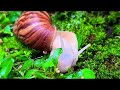 Snails, more than just slow? Unveiling the surprising facts! #snail #snails #siput #bekicot #utaniku